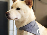 Bandana pour chien rayé bleu et blanc