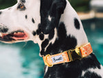 Collier chien paisley jaune