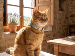 Collier pour chat jean fleurs jaunes