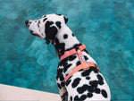 Harnais chien rayé rouge et blanc