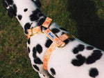 Harnais chien paisley jaune