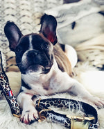 Collier pour chien léopard