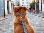 Laisse pour chien rayé bleu et blanc
