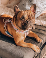 Harnais chien bleu blanc rouge