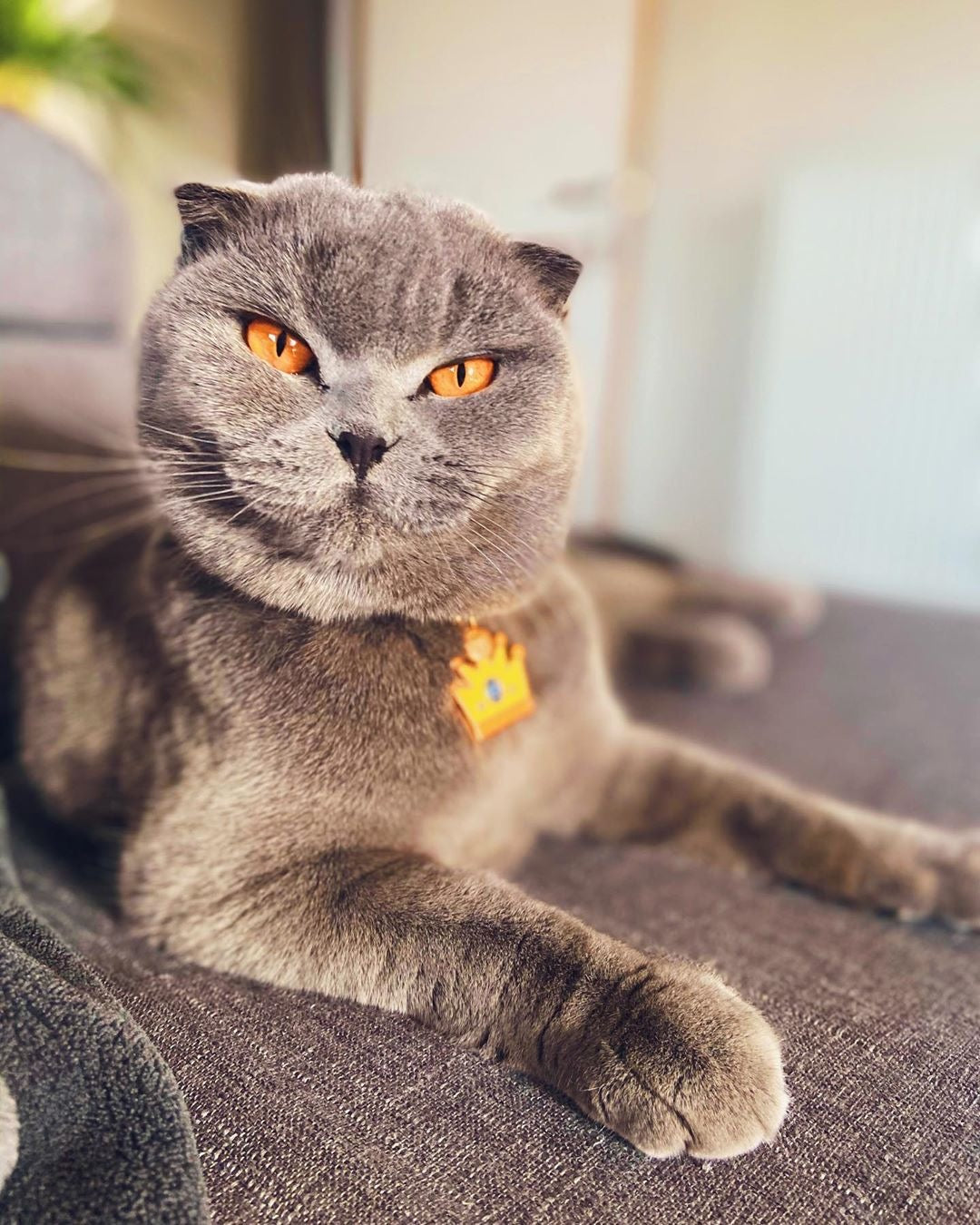 La médaille chat couronne à graver