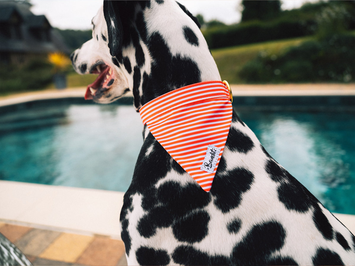 Bandana pour chien rayé rouge et blanc
