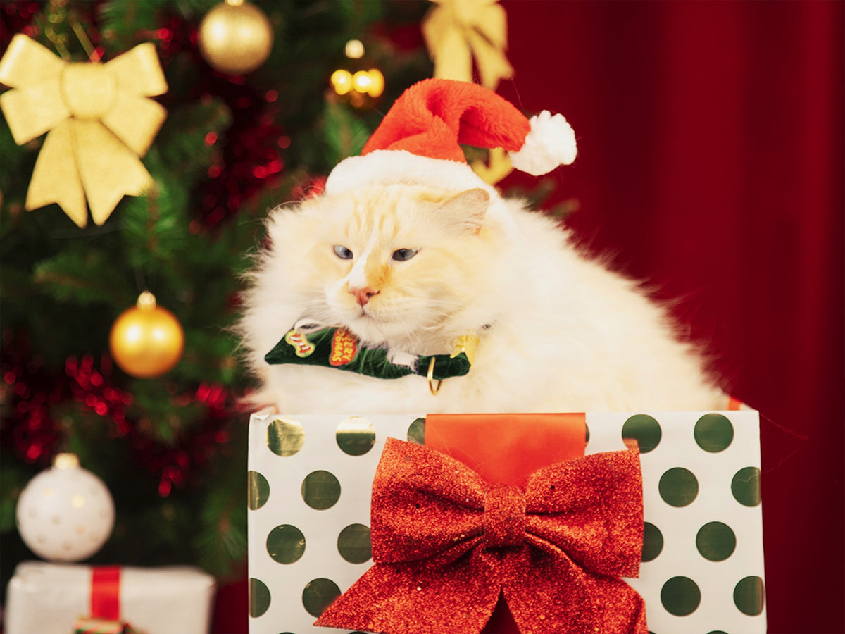 Bandana de Noël pour chat en velours vert