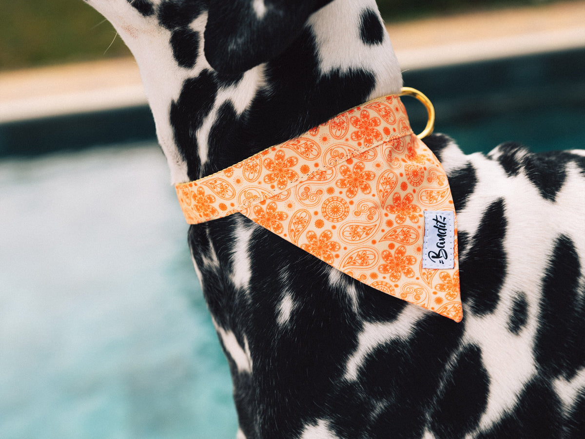 Bandana pour chien paisley jaune