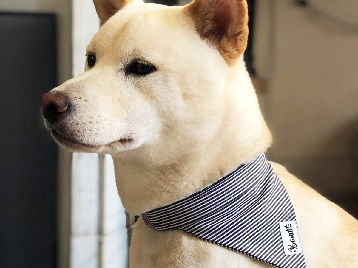 Bandana pour chien rayé bleu et blanc