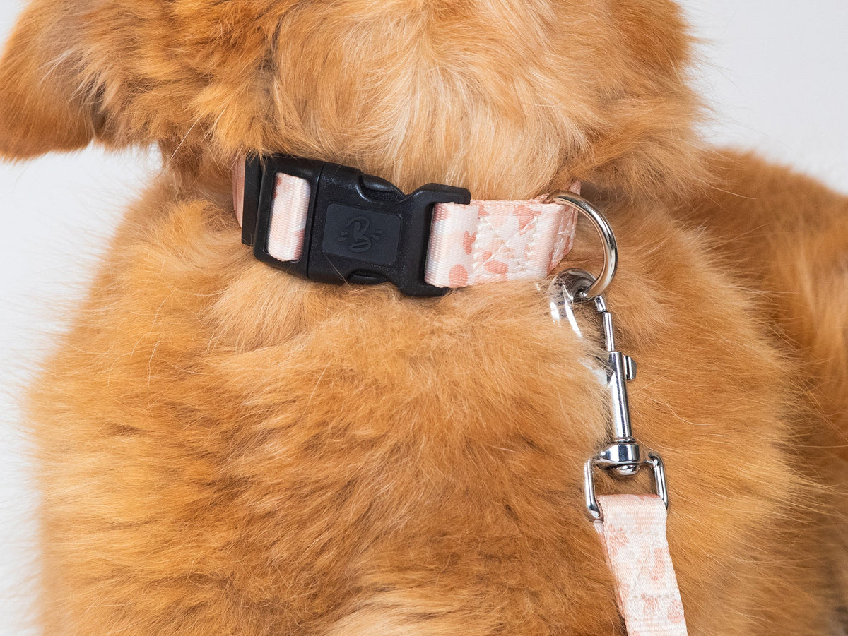 Collier chien camouflage sable