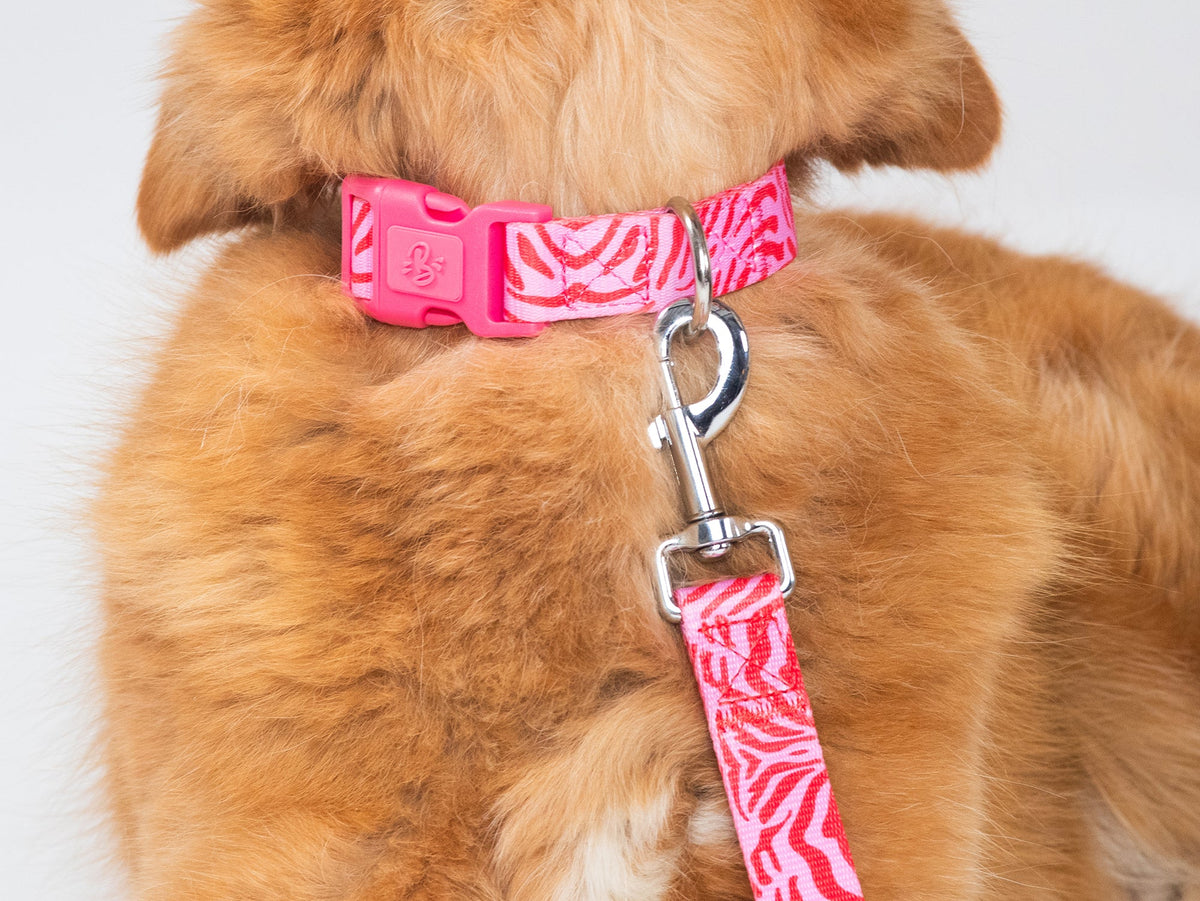 Collier chien zebre rose