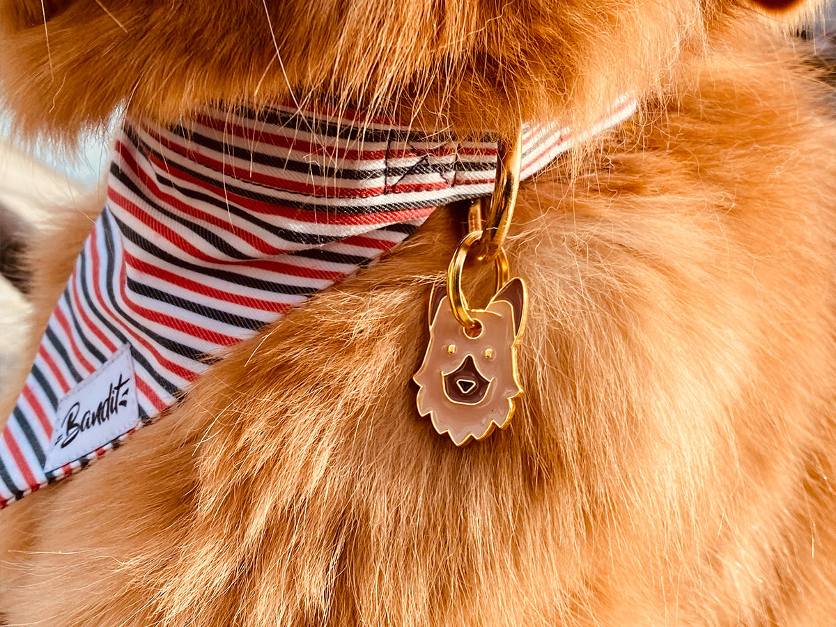 Médaille berger pour chien