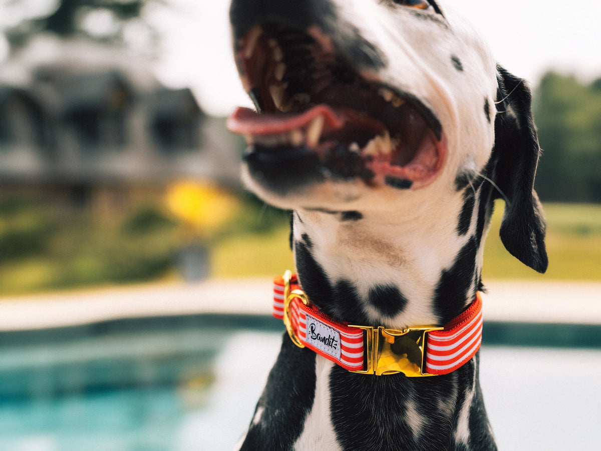 Collier chien rayé rouge et blanc