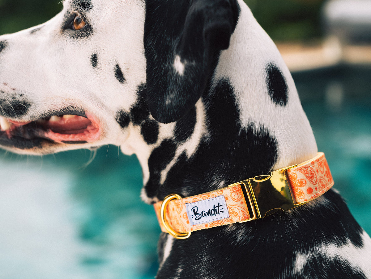 Collier chien paisley jaune