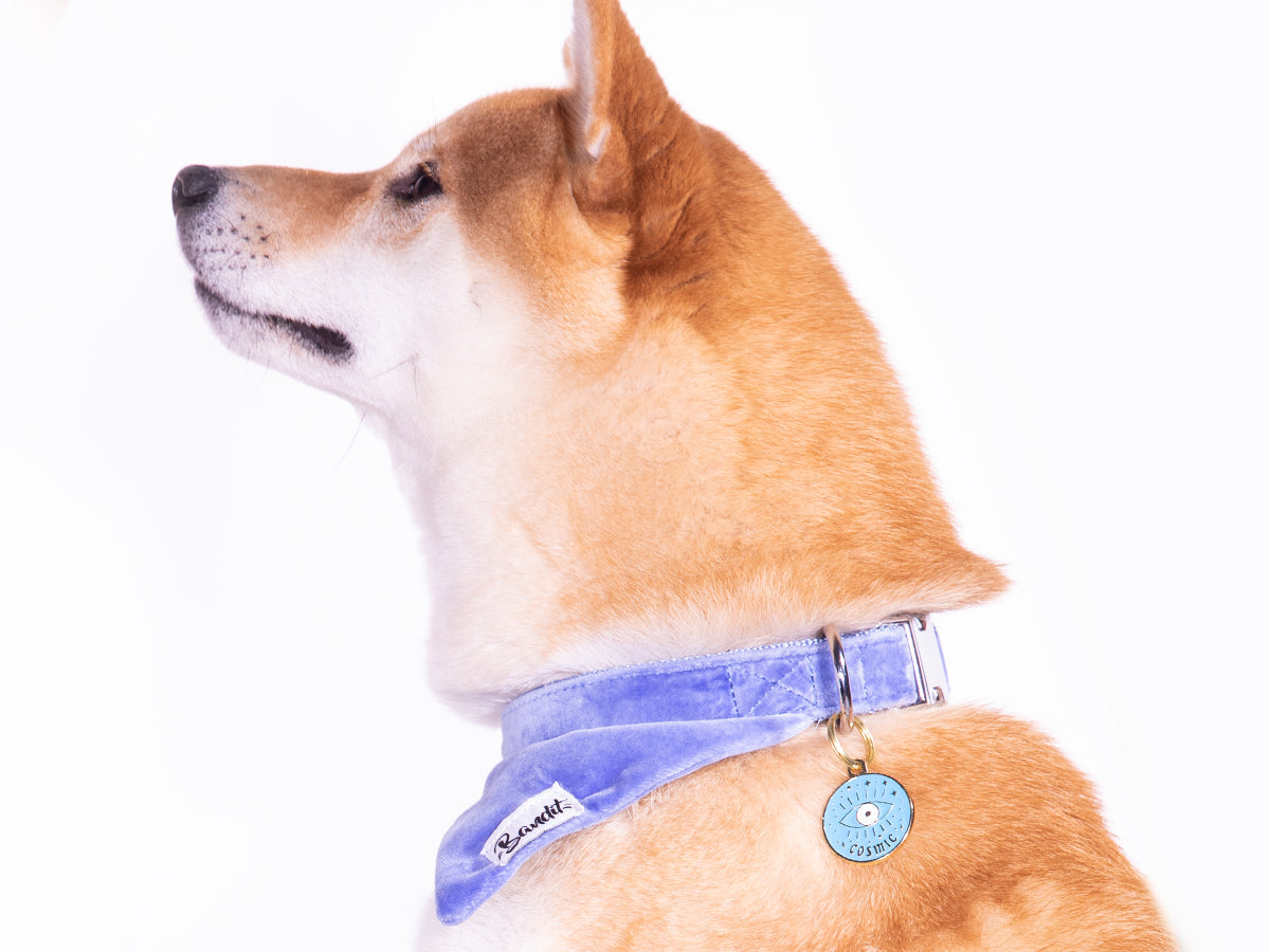 La médaille cosmique pour chien