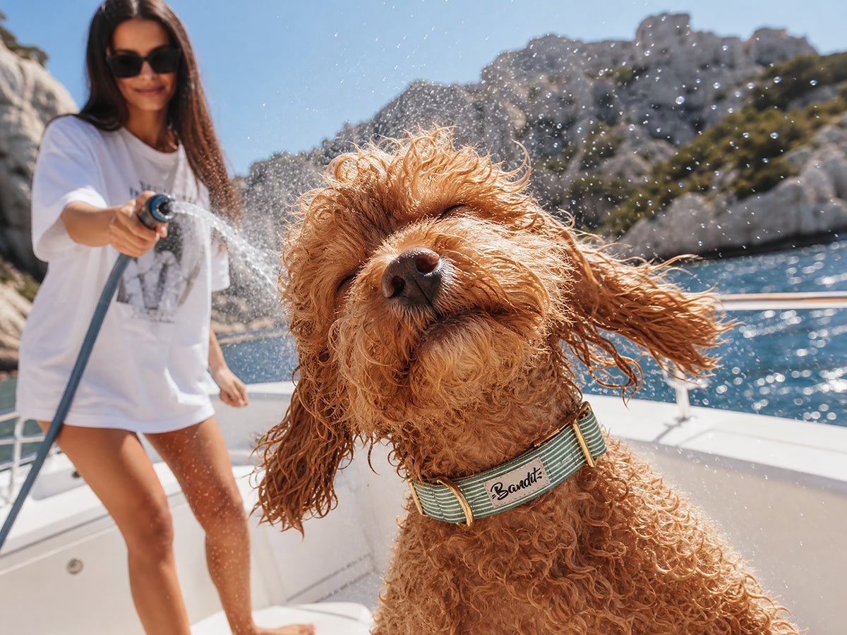 Collier chien rayé vert et blanc