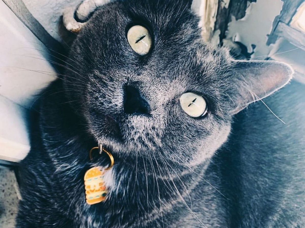 La médaille burger à graver pour chat