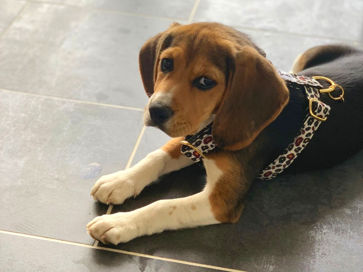 Harnais pour chien motif léopard