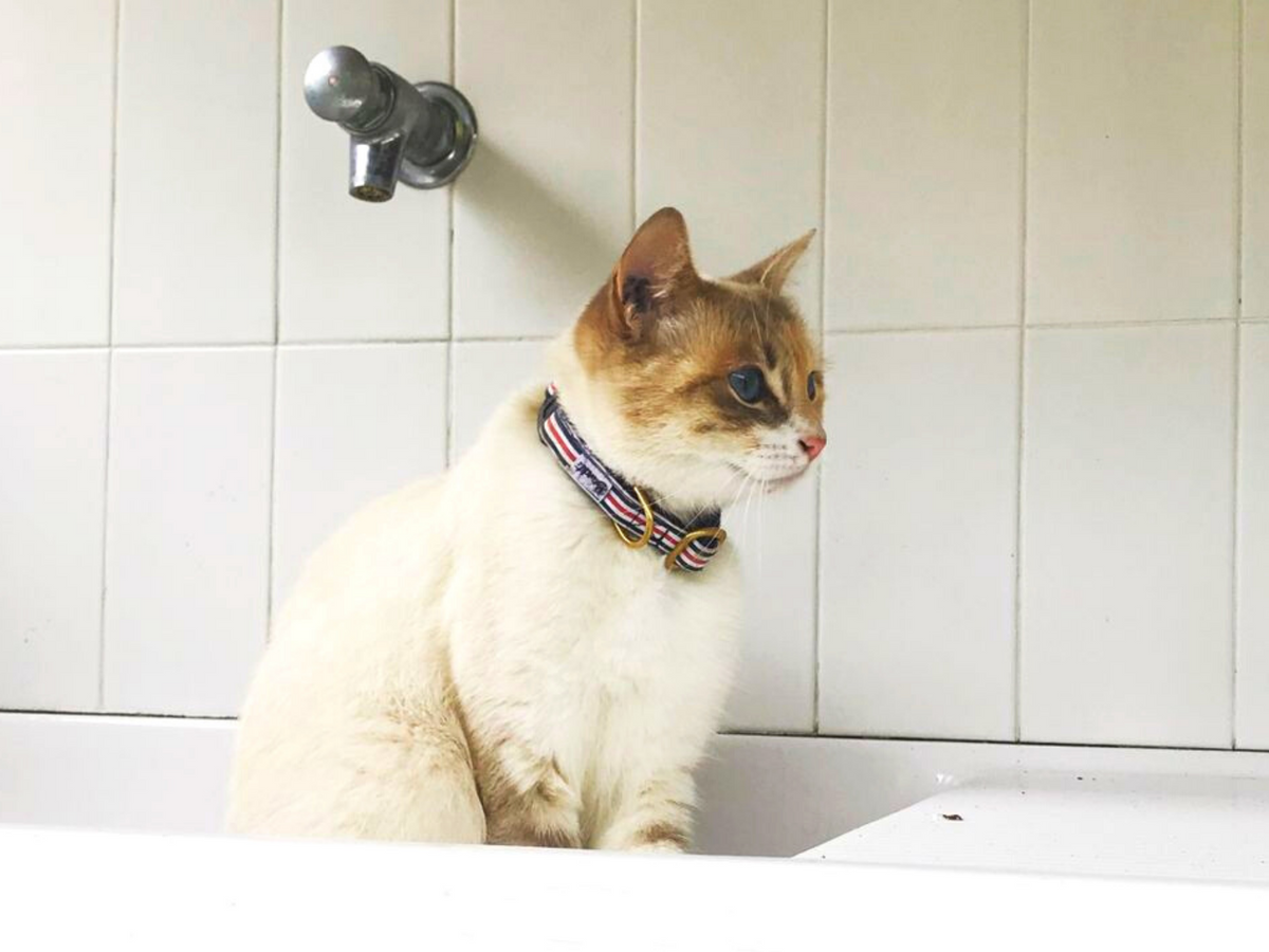 Collier pour chat bleu blanc rouge