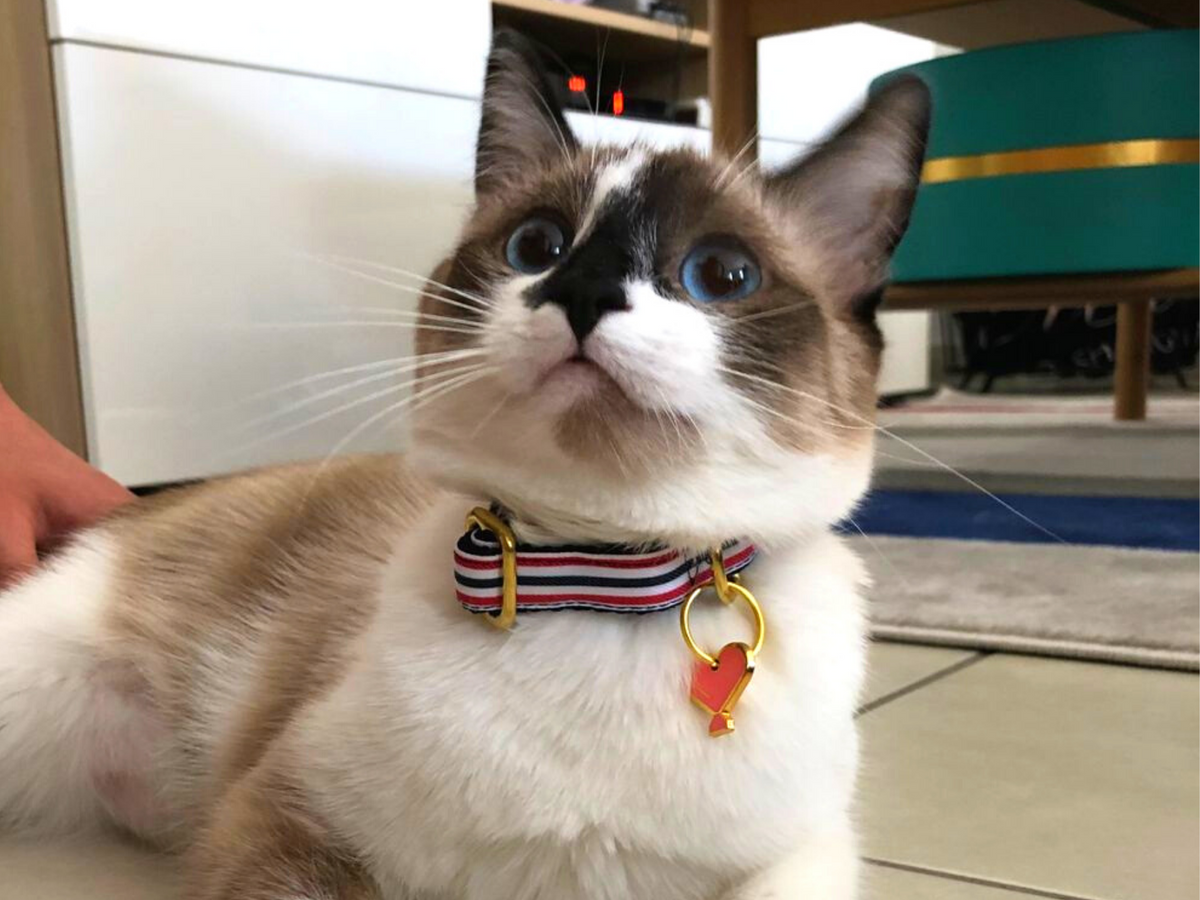 Collier pour chat bleu blanc rouge