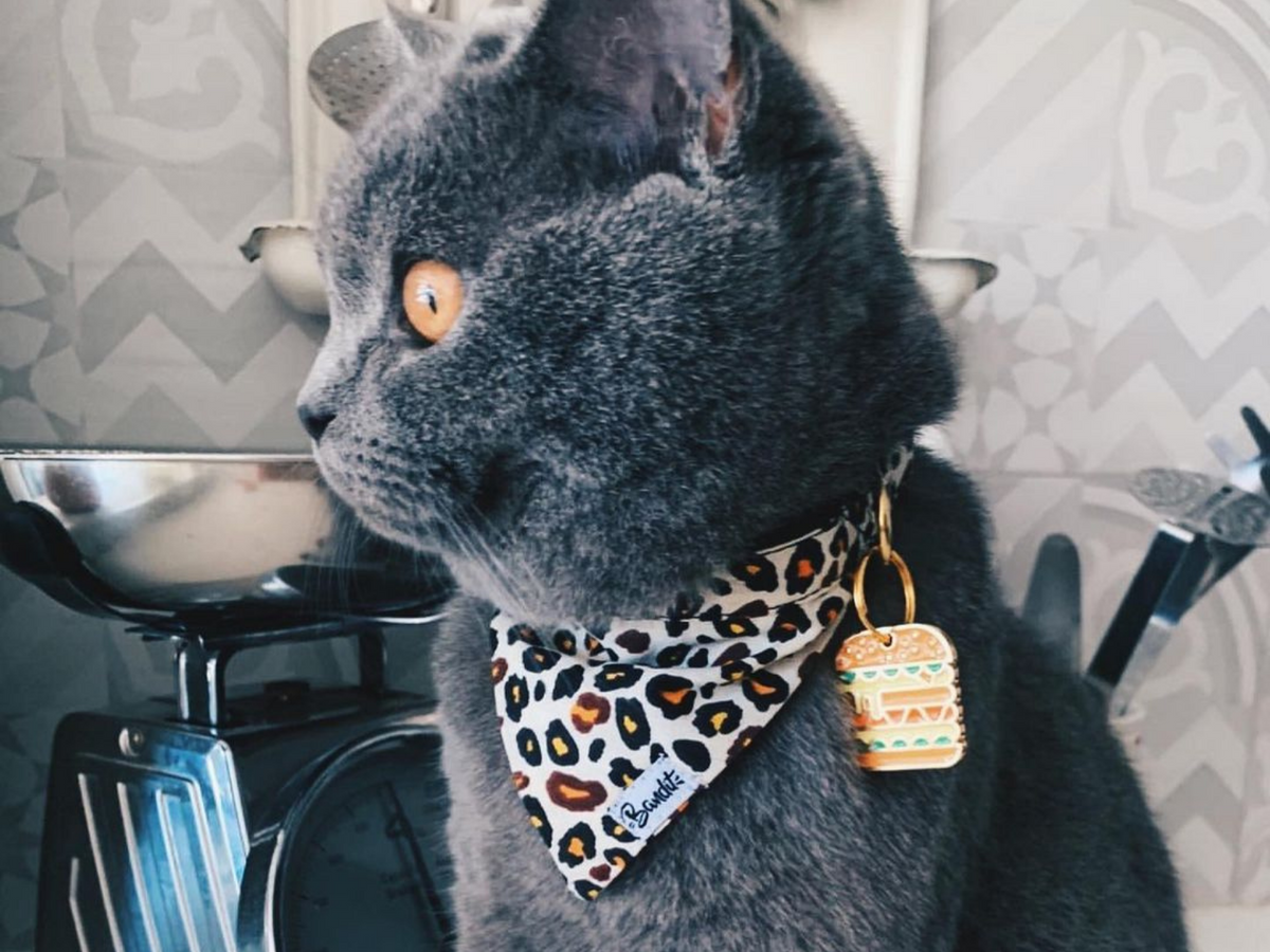 La médaille burger à graver pour chat