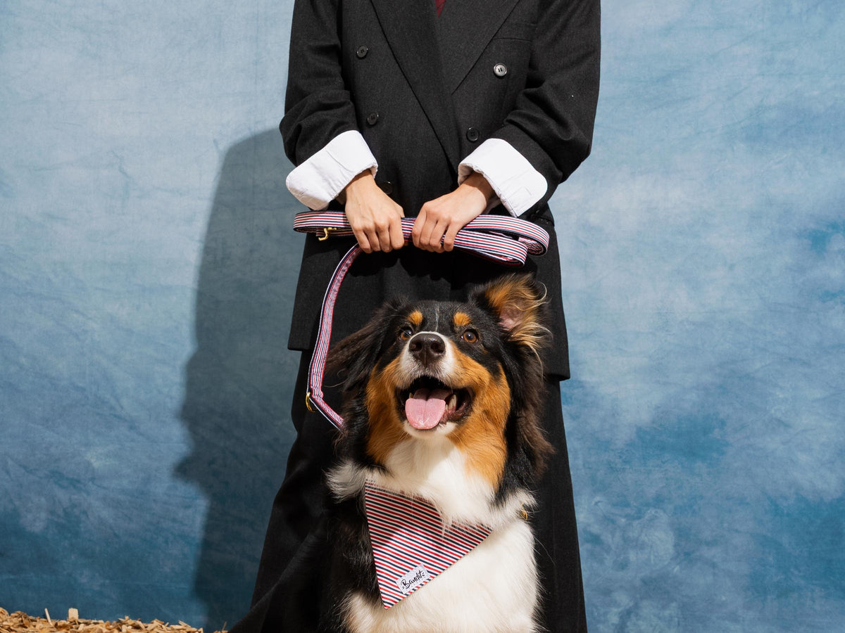 Laisse 4 positions chien bleu blanc rouge