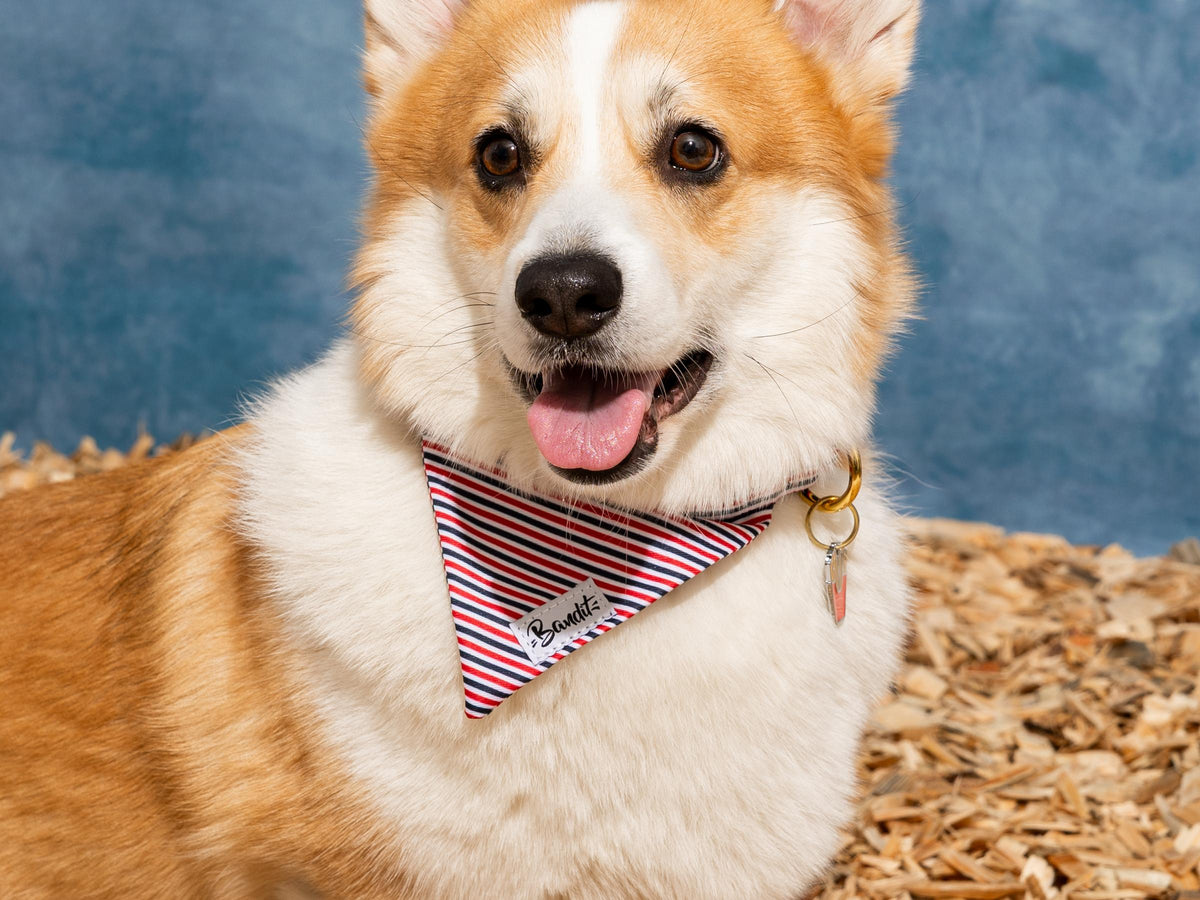 Bandana pour chien bleu blanc rouge