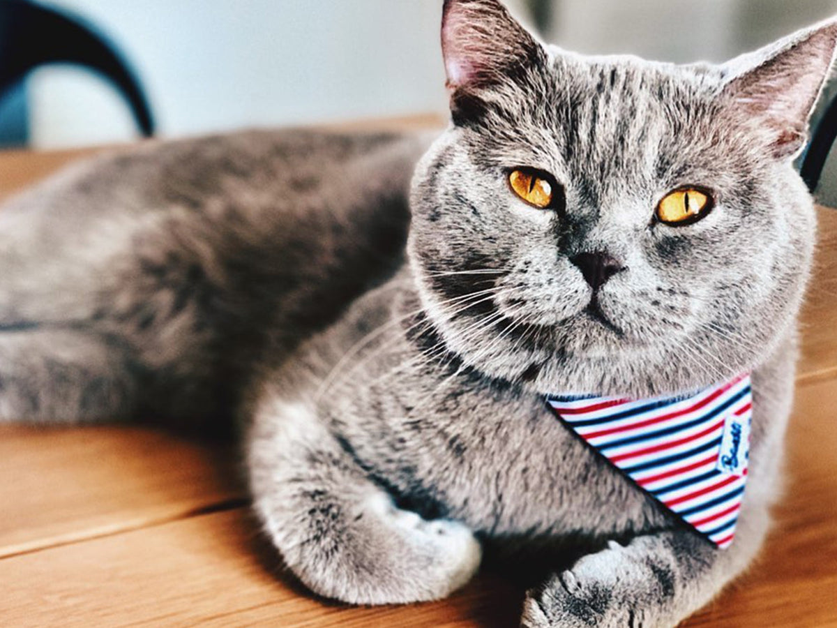 Bandana chat bleu blanc rouge