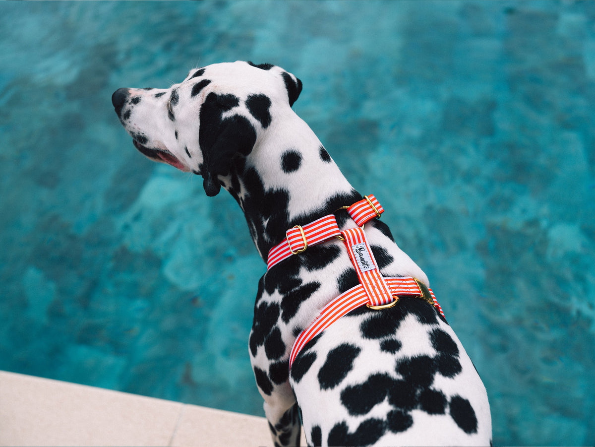 Harnais chien rayé rouge et blanc