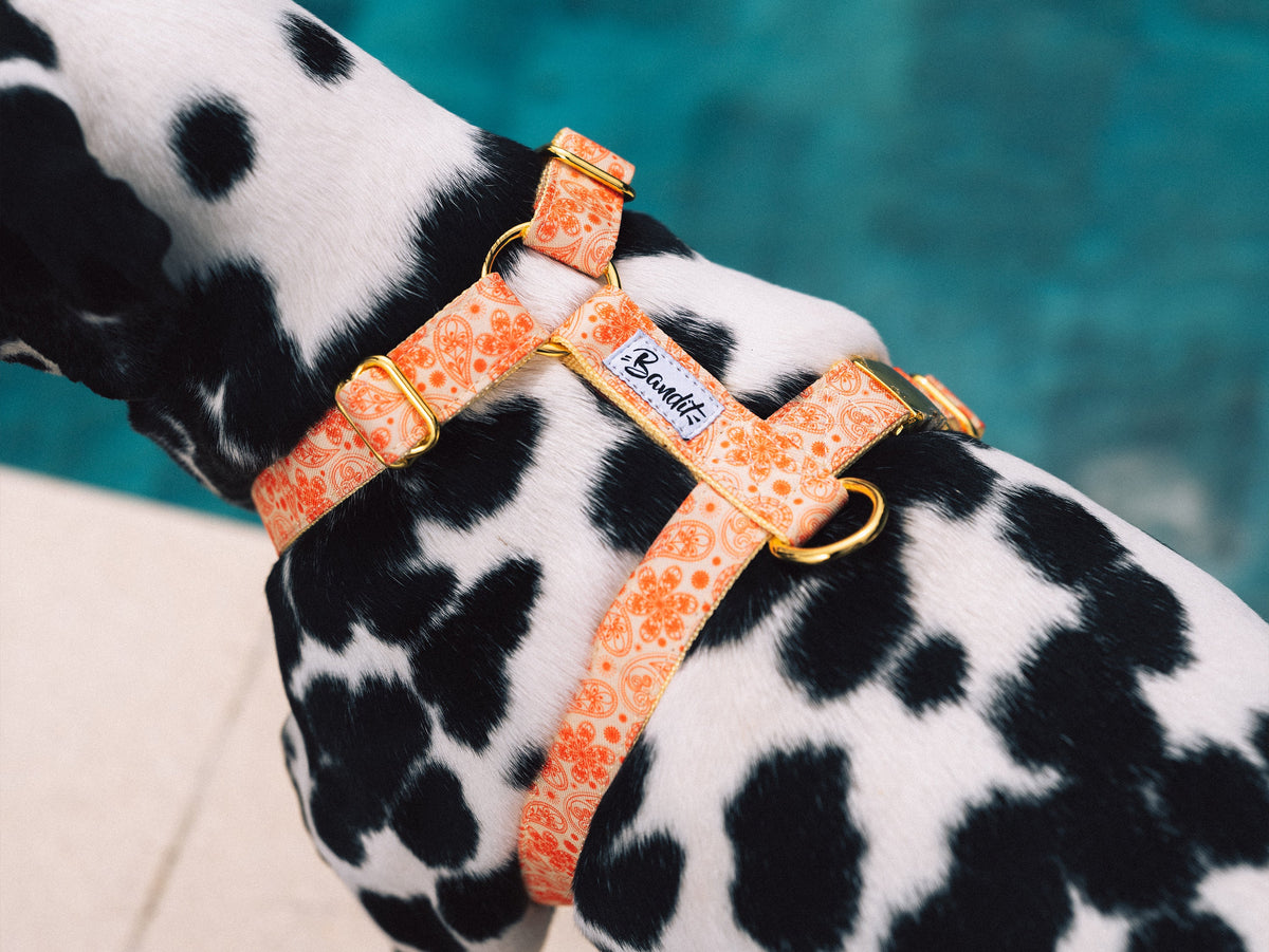 Harnais chien paisley jaune