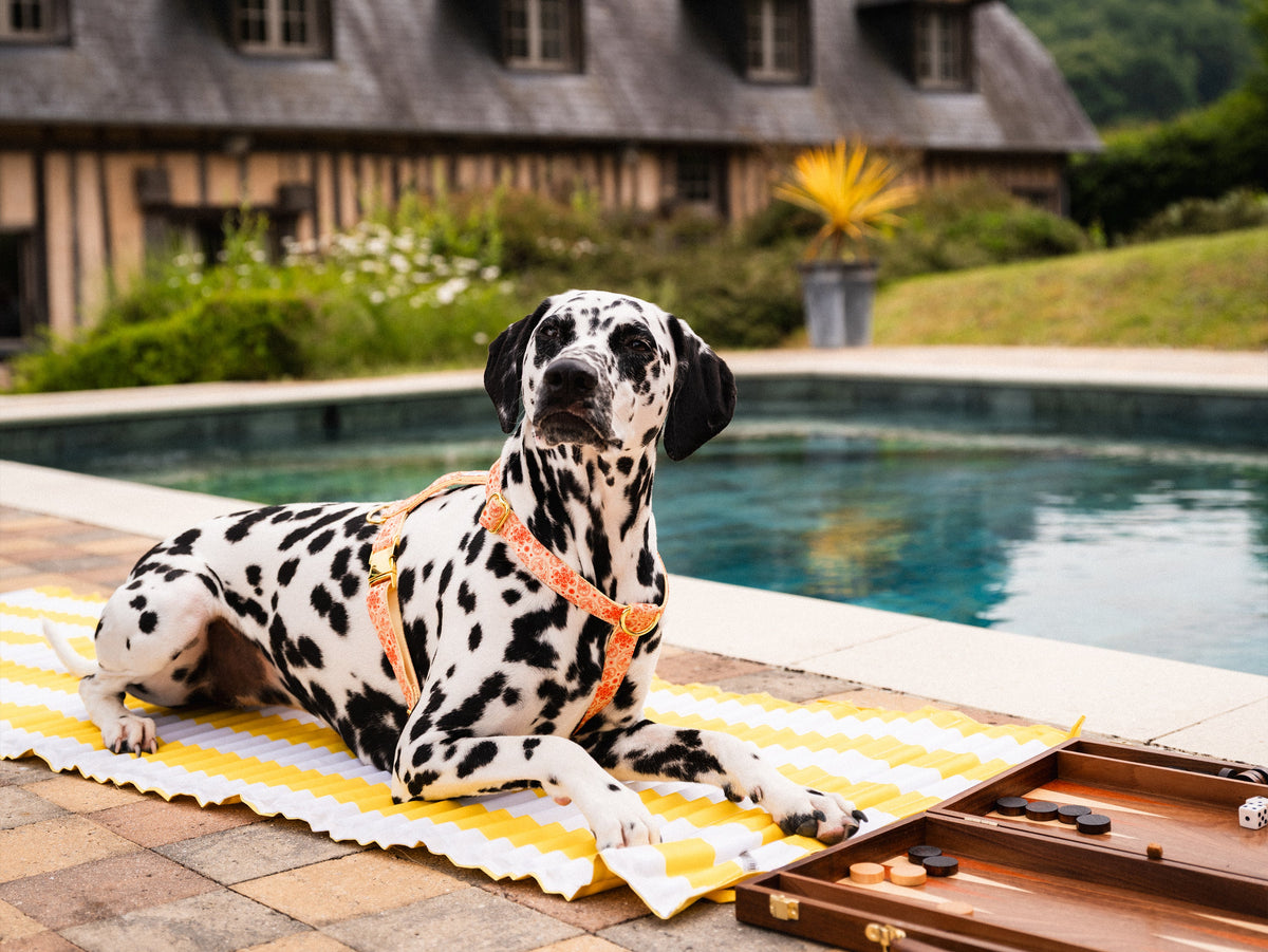 Harnais chien paisley jaune