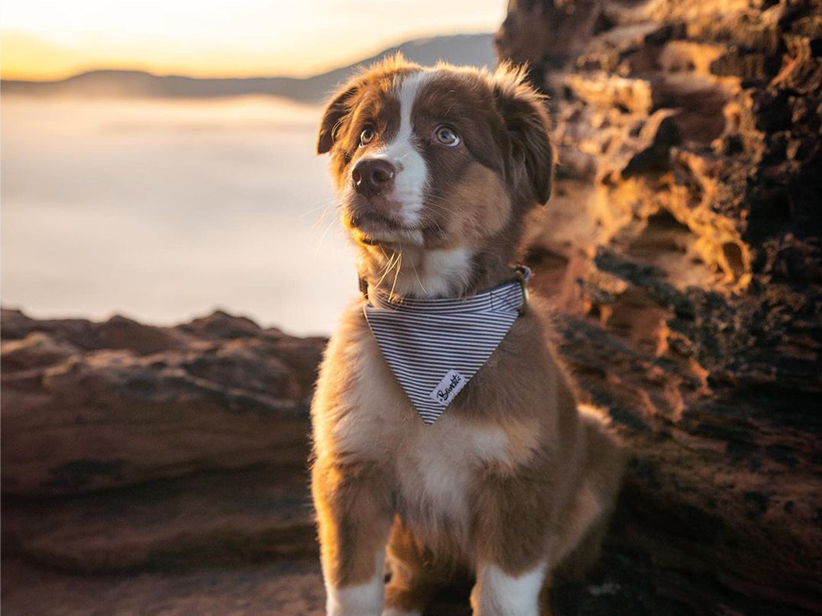 Bandana pour chien rayé bleu et blanc