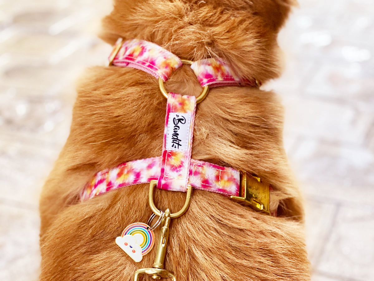 Médaille arc-en-ciel pour chien