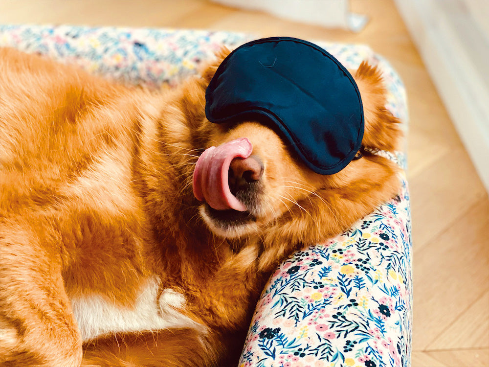 Panier pour chien
