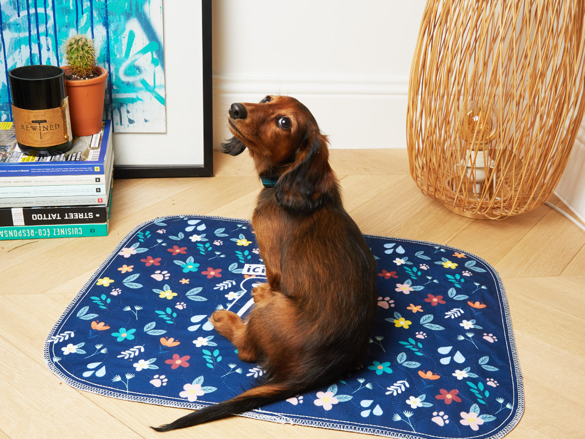 Lot de 2 tapis de propreté