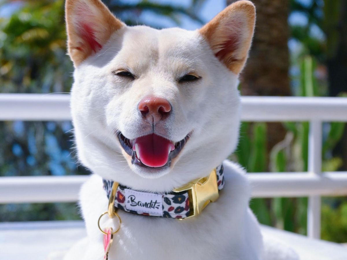 Collier pour chien léopard