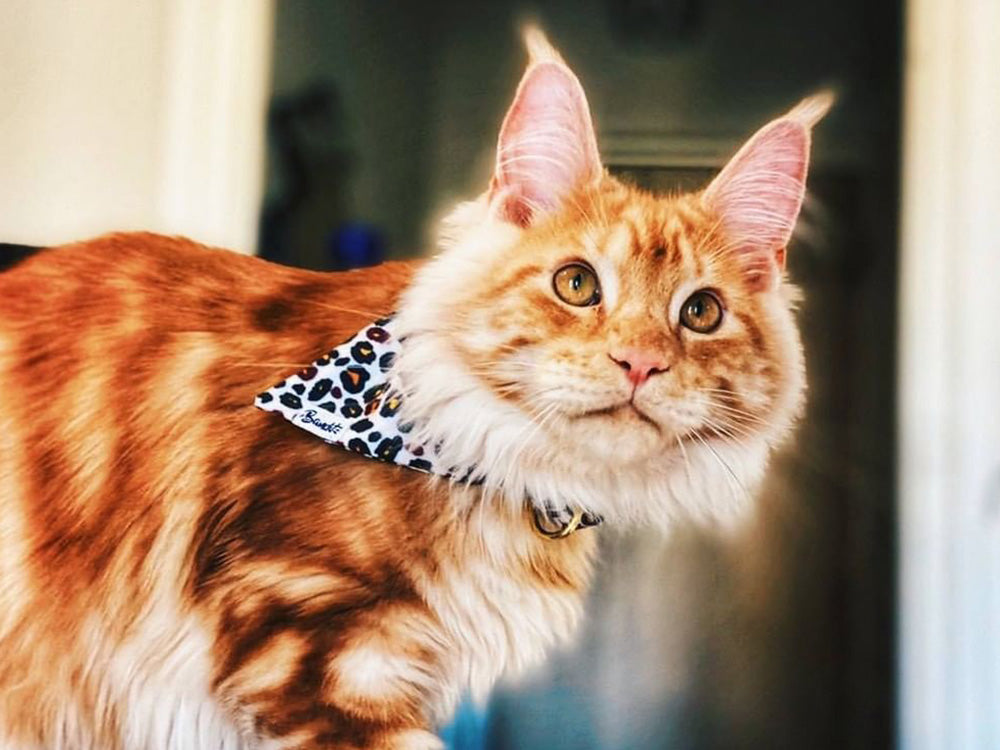 Bandana pour chat motif léopard