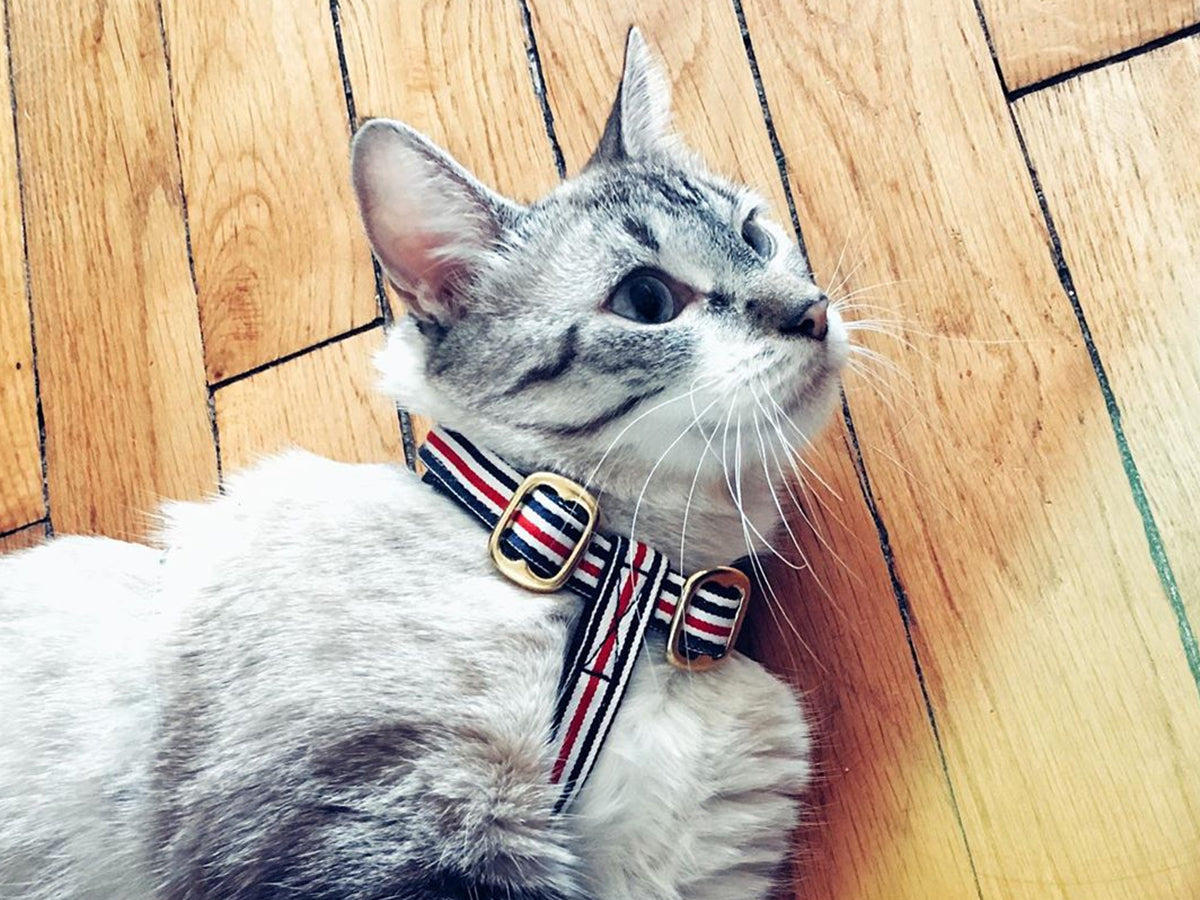 Harnais chat bleu blanc rouge