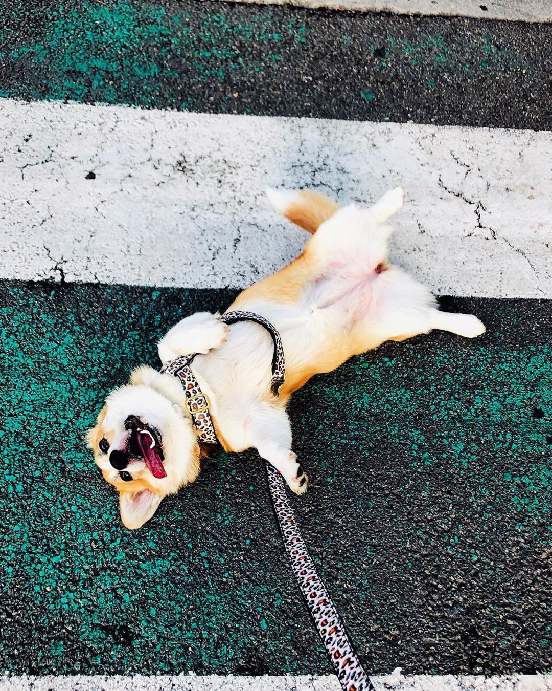 Harnais pour chien motif léopard