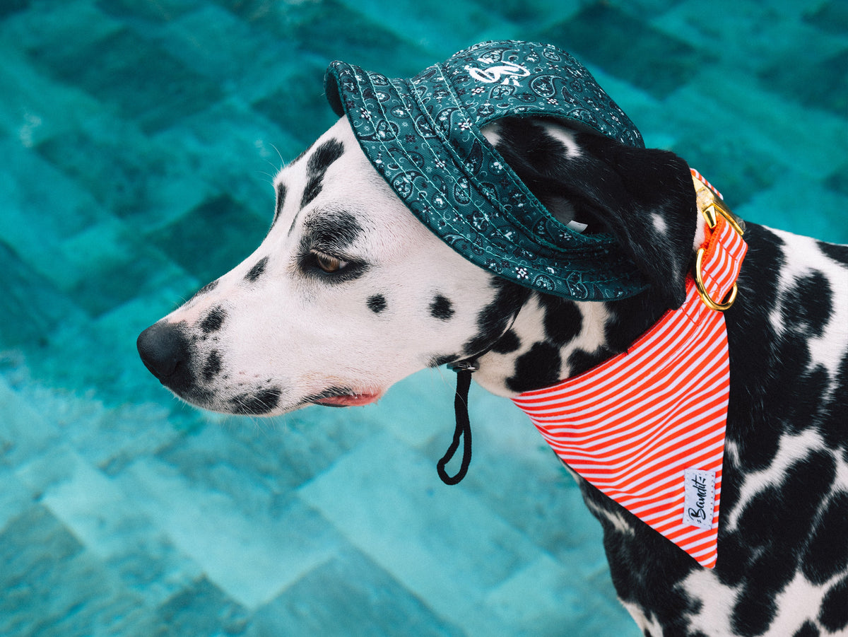 Bob pour chien