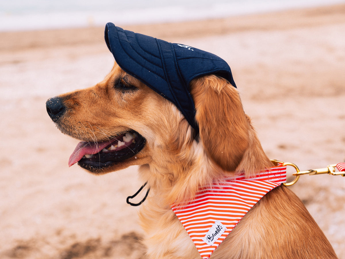 Casquette pour chien