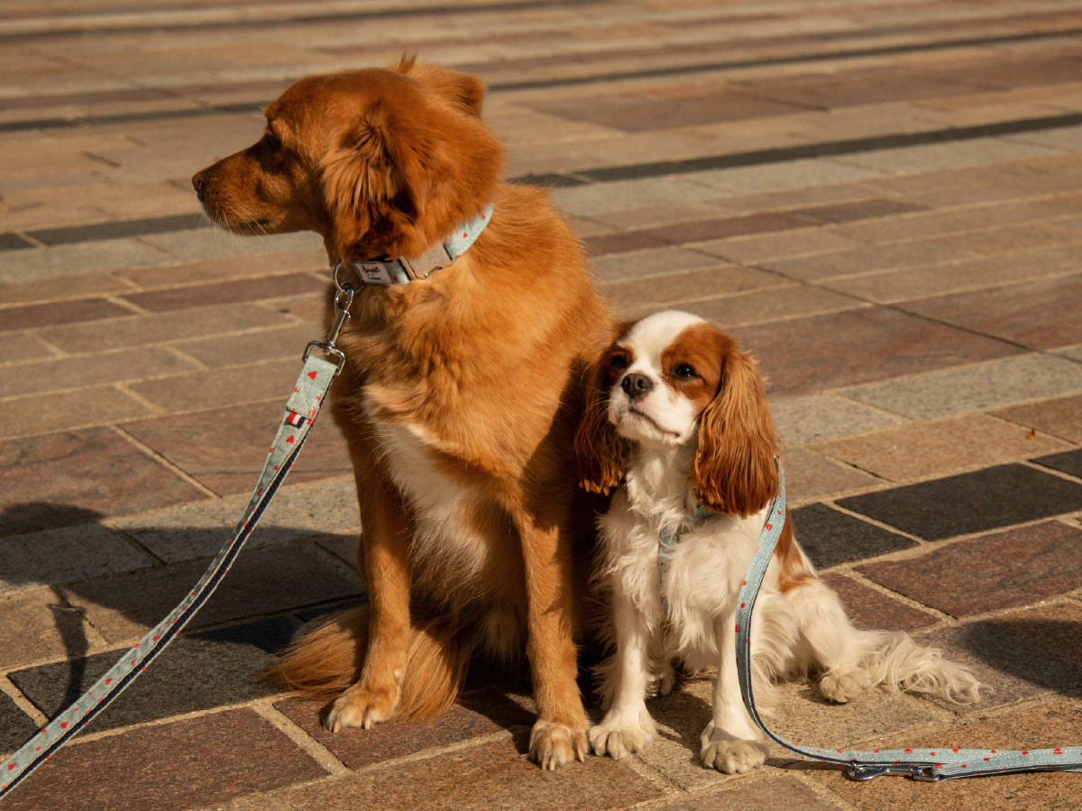 Collier pour chien en denim