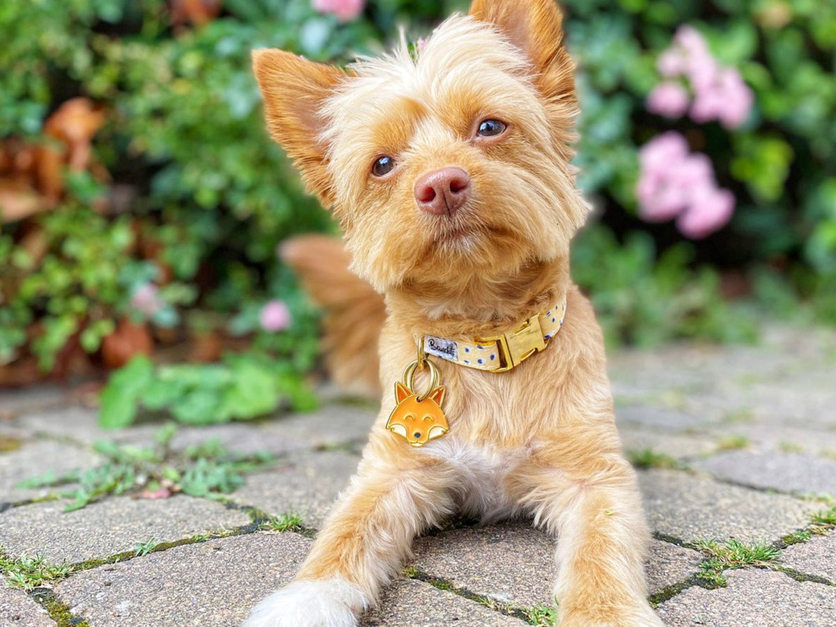 Médaille renard pour chien