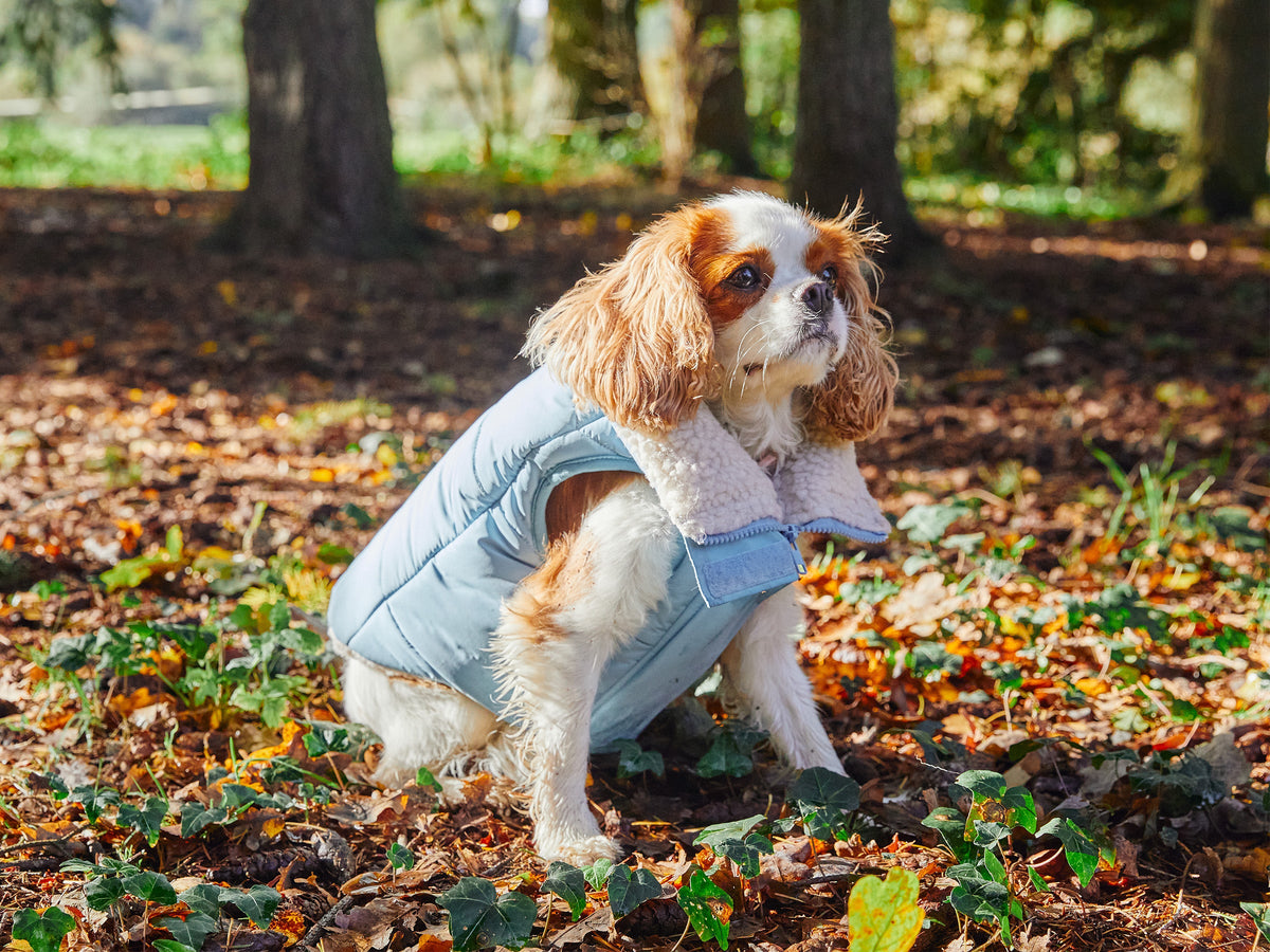Doudoune épaisse pour chien