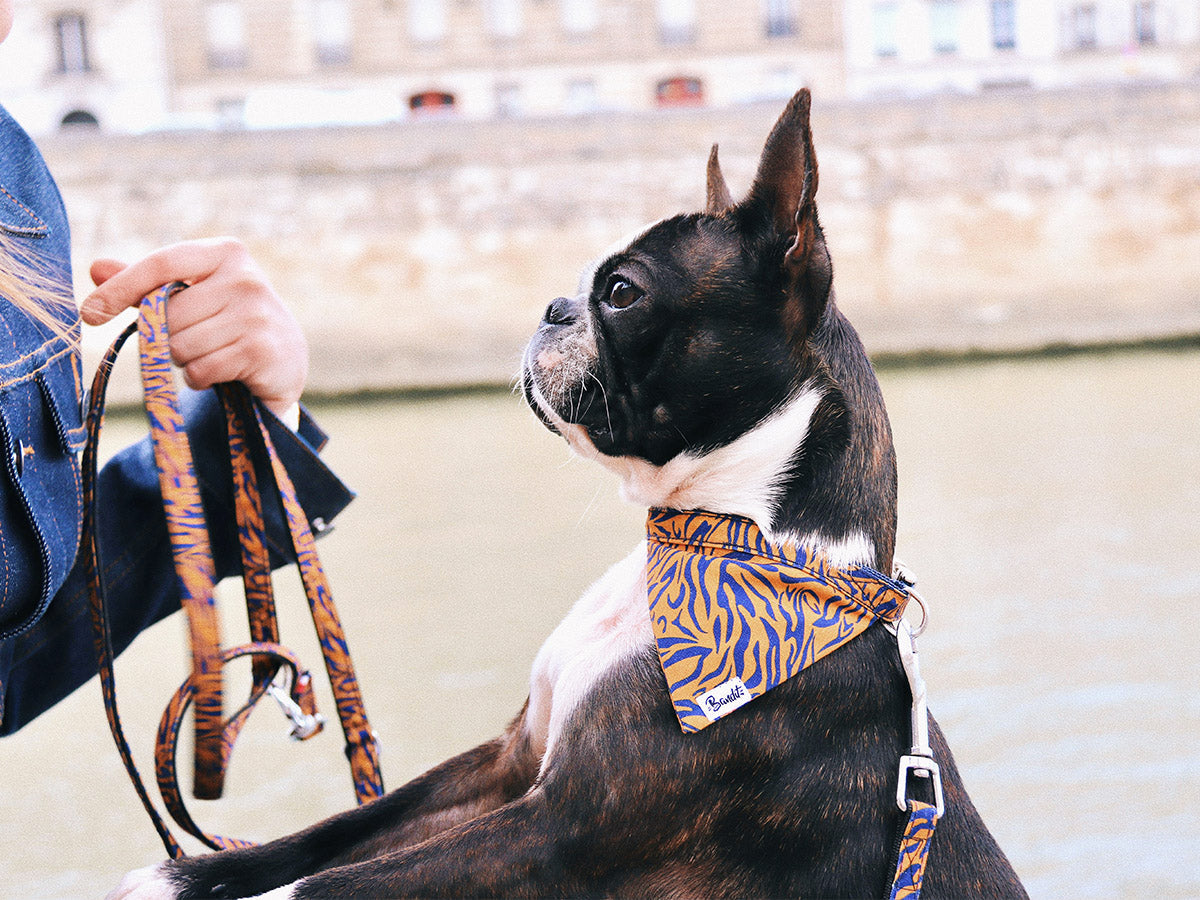 Bandana tigré orange et bleu