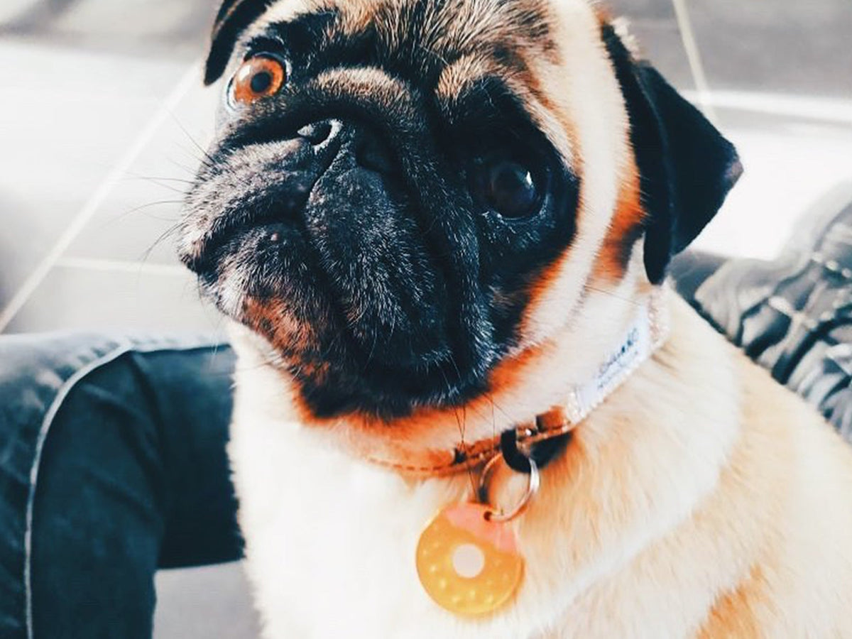 Médaille donut pour chien