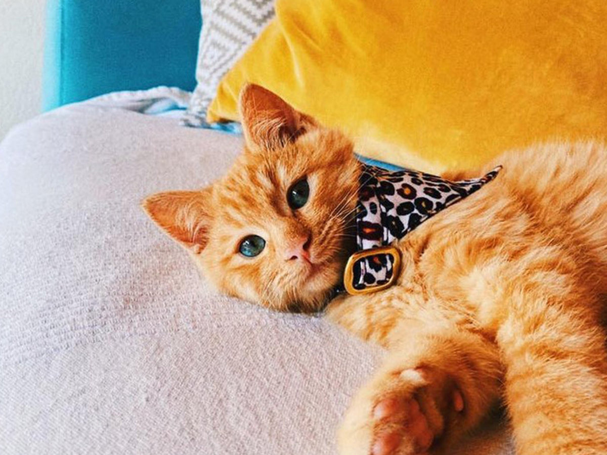 Bandana pour chat motif léopard