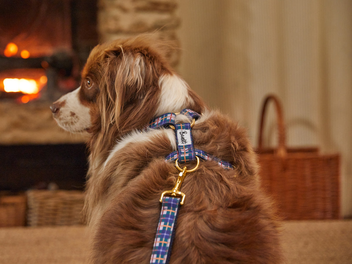 Harnais pour chien, collection 'Grand Froid'