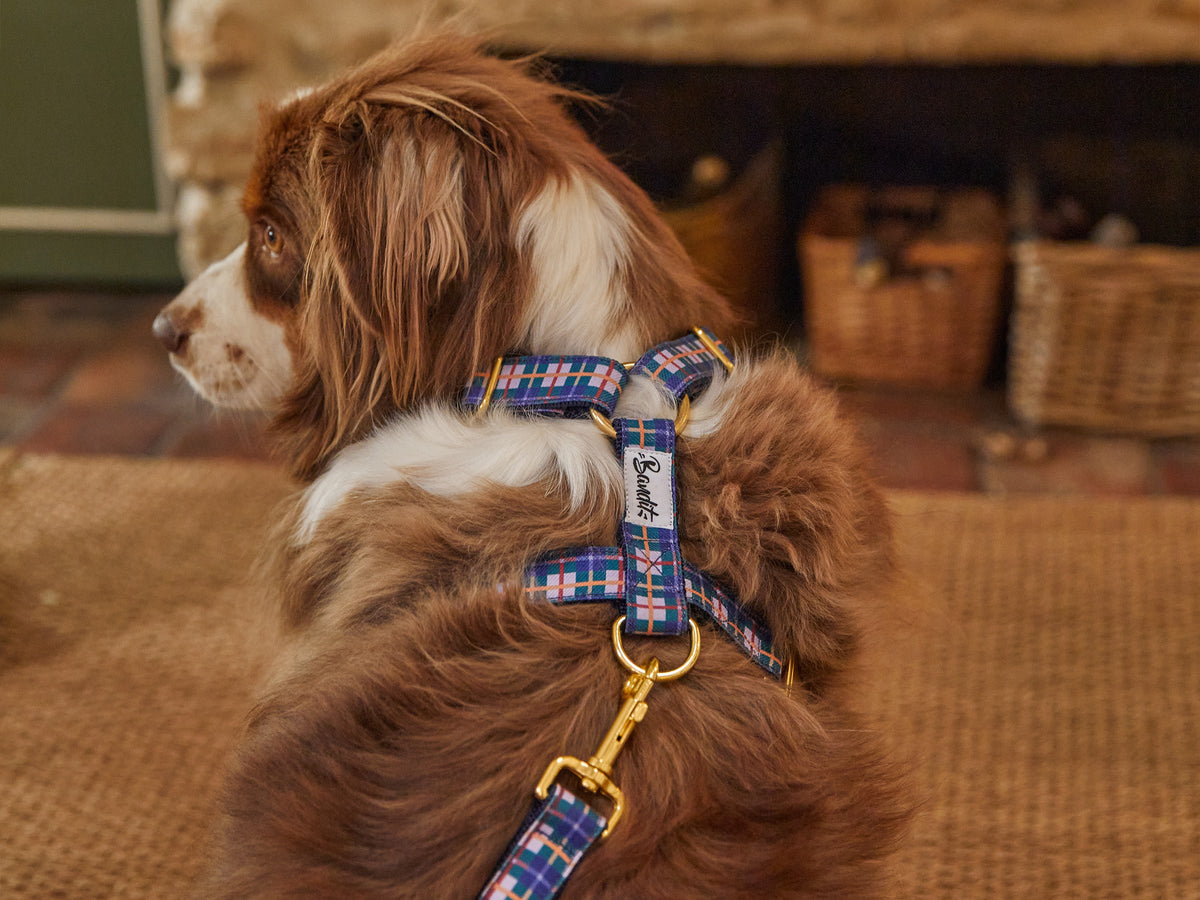 Harnais pour chien, collection 'Grand Froid'