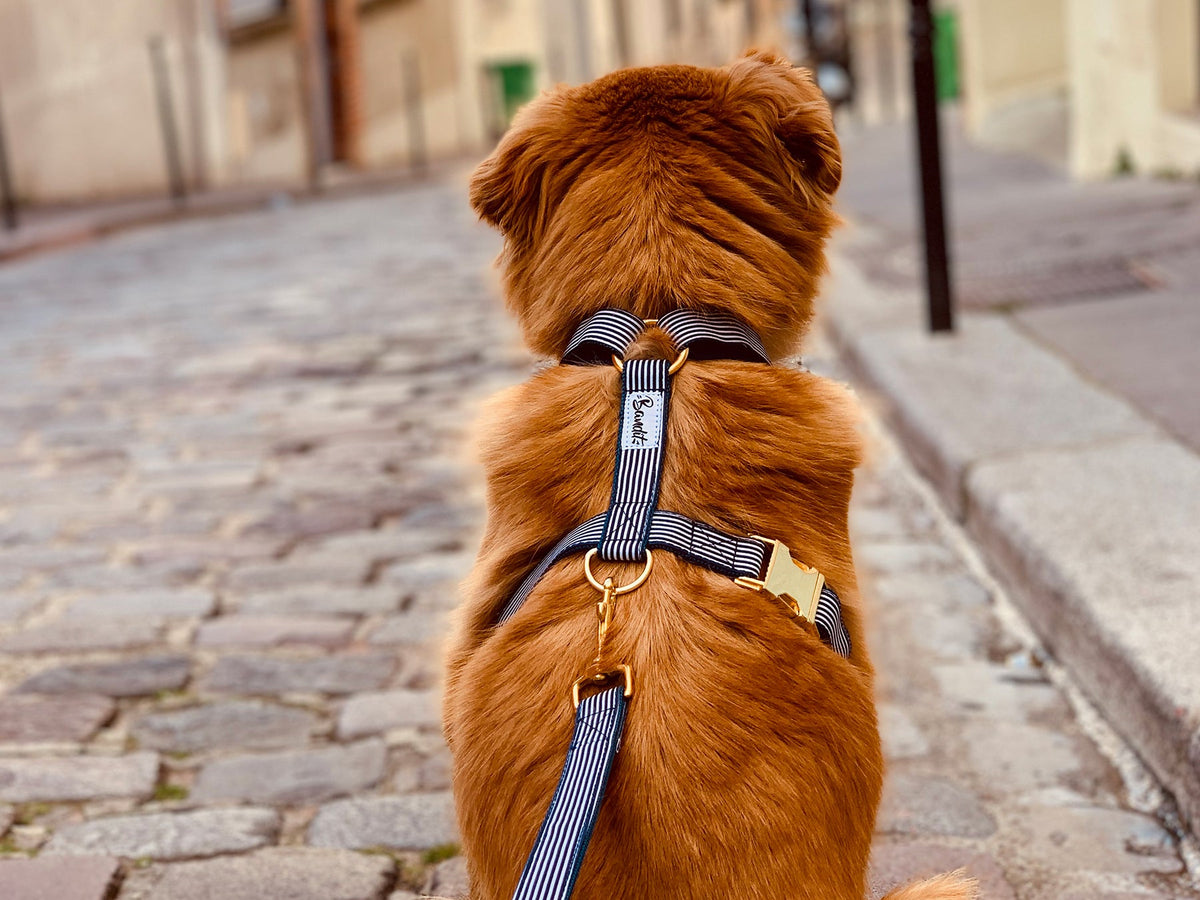 Harnais pour chien motif marin